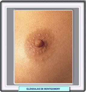 preparer seins pour allaitement